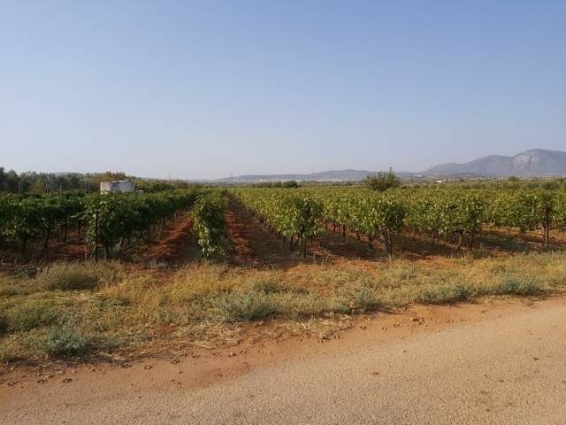 (For Sale) Land Large Land  || East Attica/Spata - 13.000 Sq.m, 350.000€ 