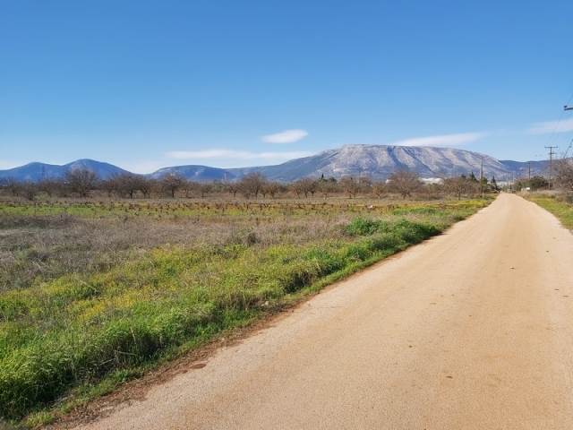 (For Sale) Land Large Land  || East Attica/Spata - 12.000 Sq.m, 700.000€ 
