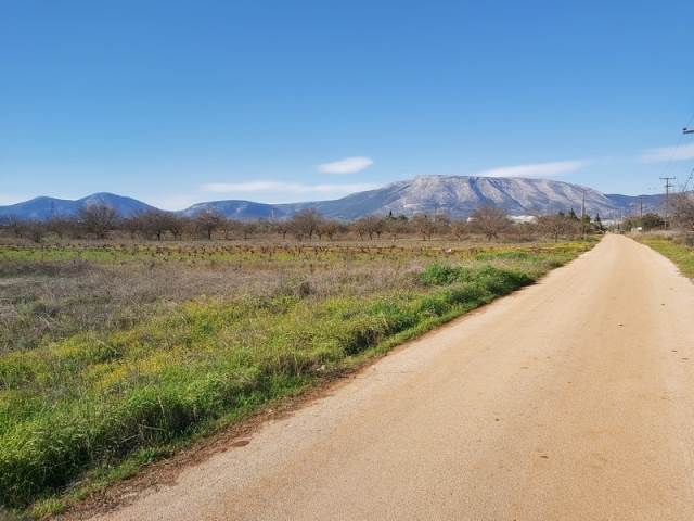 (For Sale) Land Agricultural Land  || East Attica/Paiania - 12.000 Sq.m, 700.000€ 