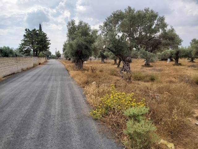 (For Sale) Land Agricultural Land  || East Attica/Paiania - 4.890 Sq.m, 120.000€ 