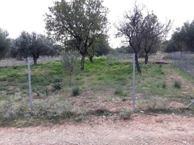 (For Sale) Land Agricultural Land  || East Attica/Paiania - 2.976 Sq.m, 80.000€ 