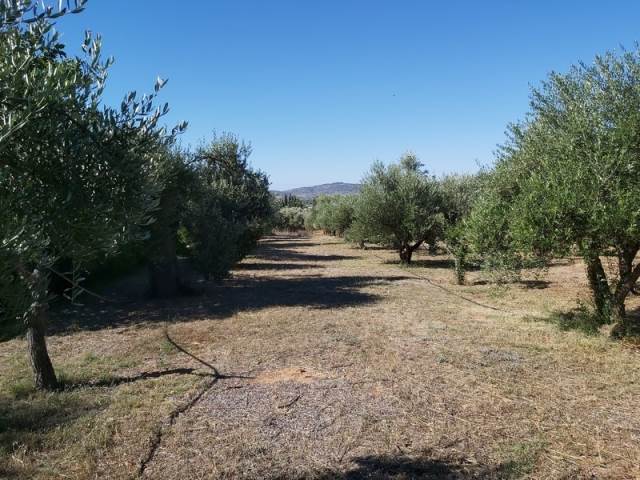 (For Sale) Land Agricultural Land  || East Attica/Paiania - 5.506 Sq.m, 150.000€ 