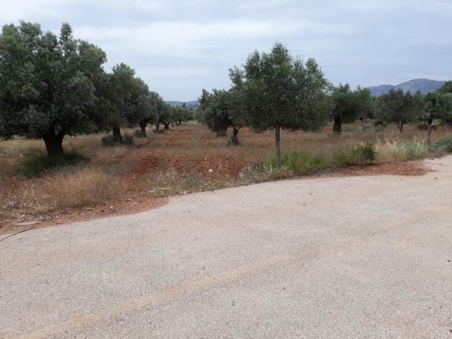 (For Sale) Land Agricultural Land  || East Attica/Paiania - 4.100 Sq.m, 100.000€ 